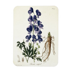 Aconitum Napellus von "Phytographie Medicale" Magnet