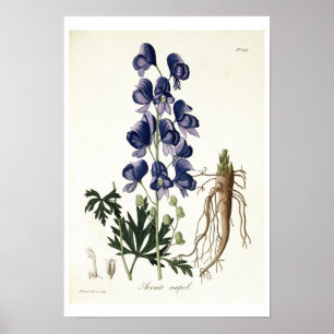 Aconitum Napellus von "Phytographie Medicale" Poster