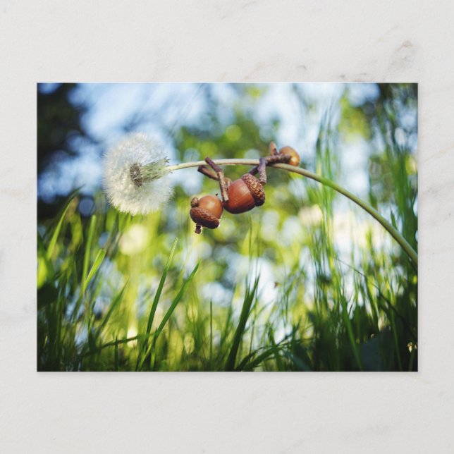 Acorn-Elf auf dem Löwenzahn Postkarte (Vorderseite)