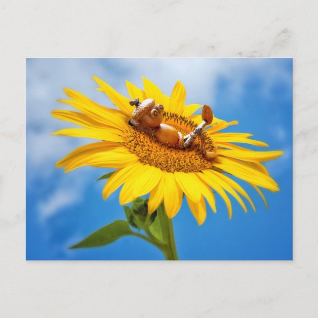 Acorn elf auf der Sonnenblume - Sommerpostkarte Postkarte (Vorderseite)