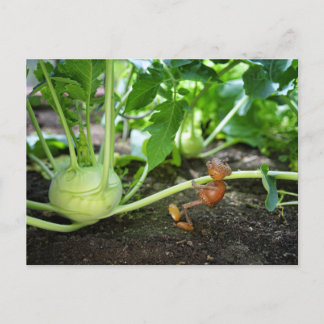Acorn Elf Frühlingsgärtner Postkarte