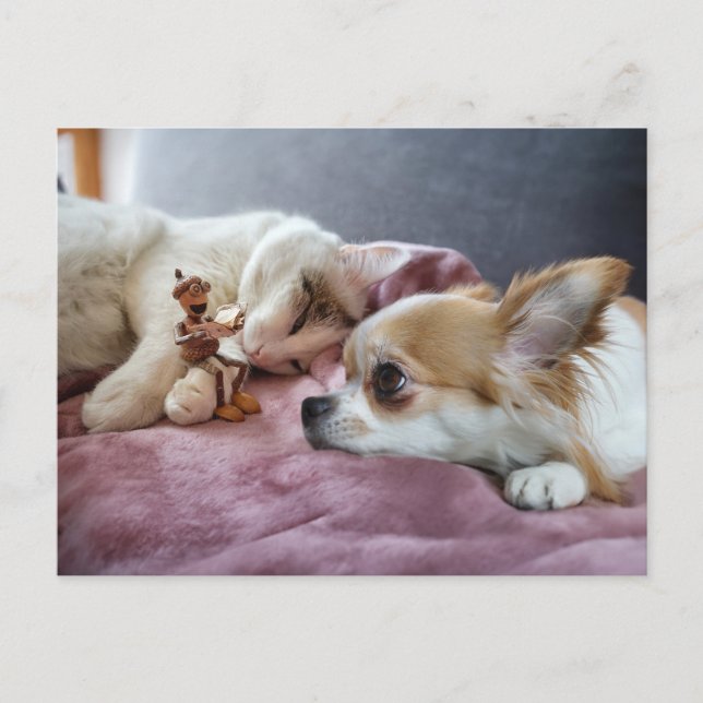 Acorn elf liest einem Hund und einer Katze ein Mär Postkarte (Vorderseite)