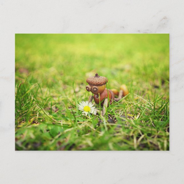 Acorn elf mit daisy Blume Federung Postkarte (Vorderseite)