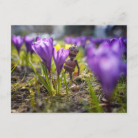 Acorn-Elf mit lila Krokus-Blume