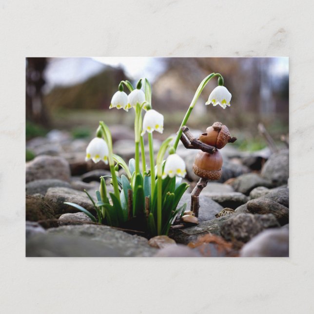Acorn Elf mit Schneeflocke Blume Postkarte (Vorderseite)