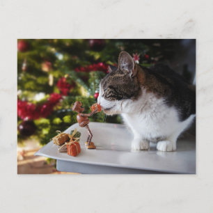 Acorn Elf schenkt Katze Weihnachtsgeschenk Postkarte