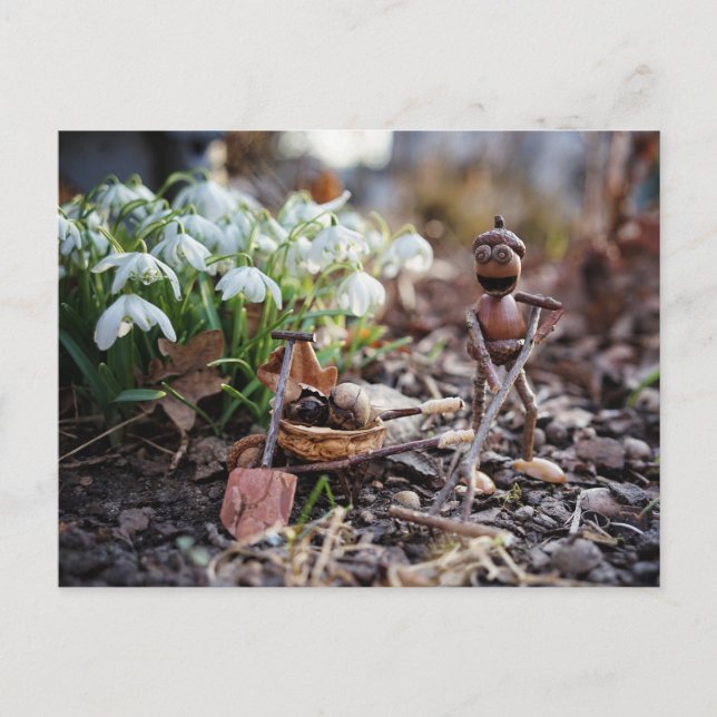 Acorn-Elfengärtner mit Schneeflocke-Blume Postkarte (Vorderseite)