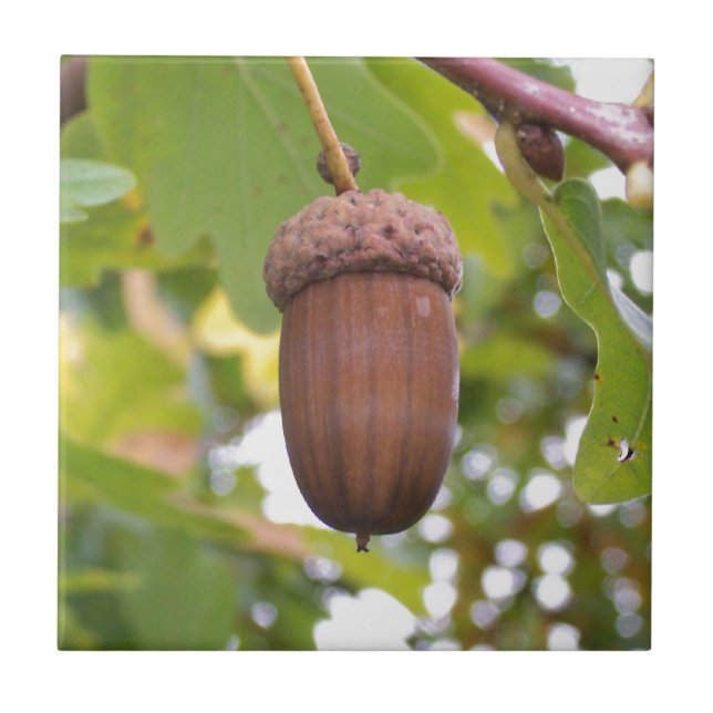 Acorn in einem Eichenbaum Fliese (Vorderseite)