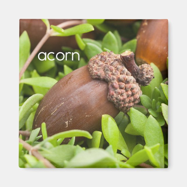 Acorn Kühlschrank Magnet (Vorne)