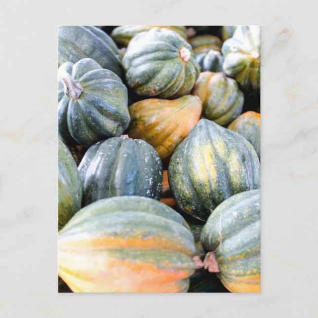 Acorn Squash Postkarte (Vorderseite)