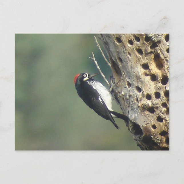 Acorn Woodpecker Postcard Postkarte (Vorderseite)