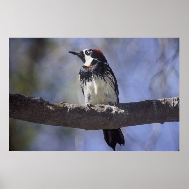 Acorn Woodpecker Poster (Vorne)