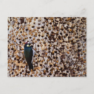 Acorn Woodpecker Postkarte