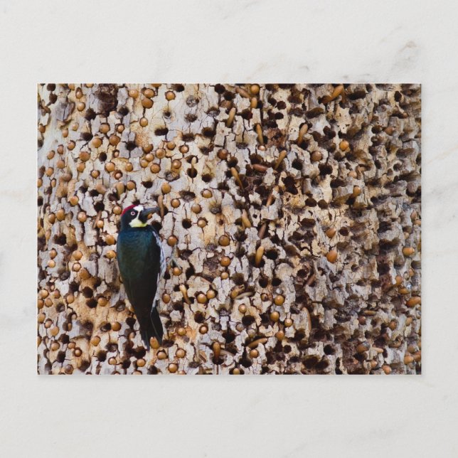 Acorn Woodpecker Postkarte (Vorderseite)