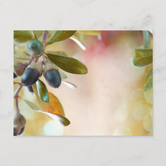 Acorns Postkarte