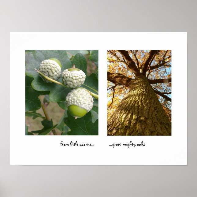 Acorns to Oaks Poster (Vorne)