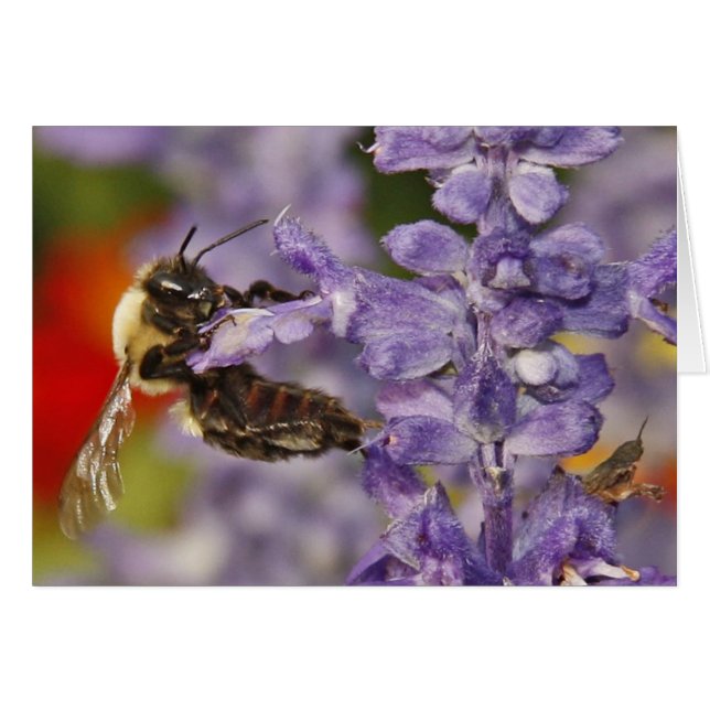 Acrobatic Bee (Vorderseite (Horizontal))