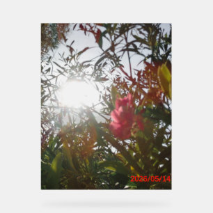 Acryl-Schild im Stil und Design eines Wildpferds Acrylschild