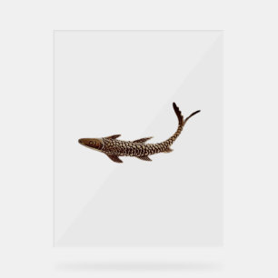 Acrylic Sign FISH STIL DESIGN Acrylschild