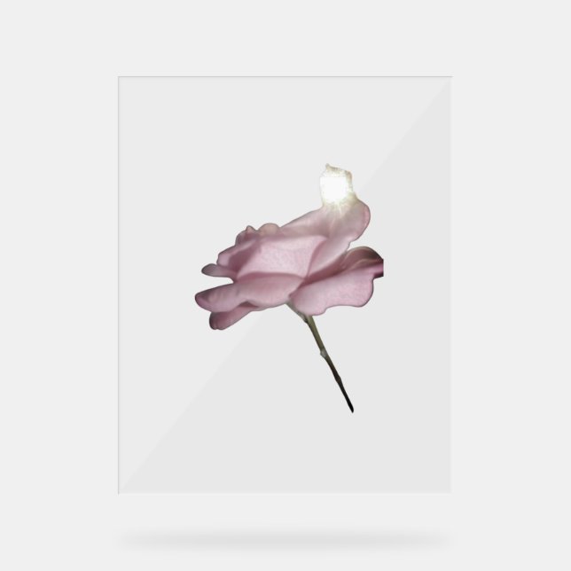 ACRYLIC SIGN ROSE DESIGN STYLE ACRYLSCHILD (Vorderseite)