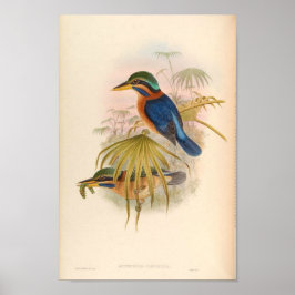 Actenoides Concretus Kingfisher Bird Poster