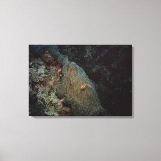 Actinia Leinwanddruck