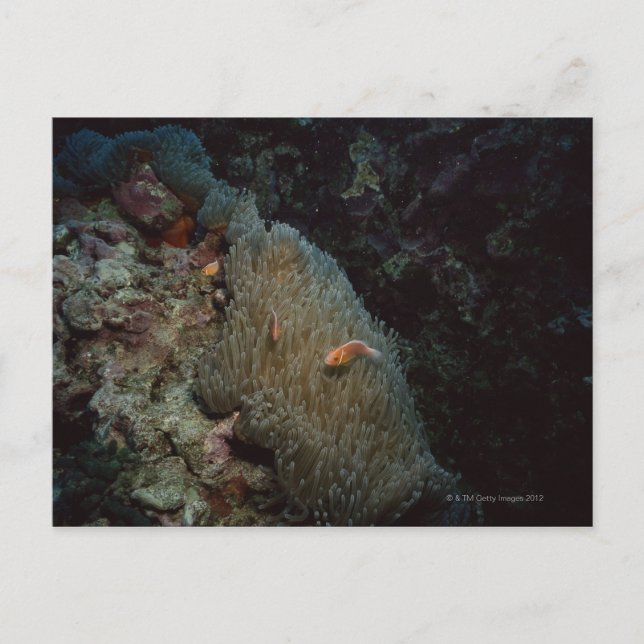 Actinia Postkarte (Vorderseite)