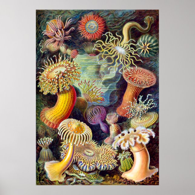 Actiniae Illustration Germa Ernst Haeckel Poster (Vorne)
