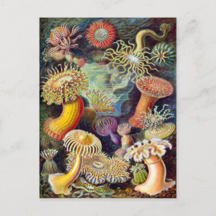 Actiniae Illustration Germa Ernst Haeckel Postkarte