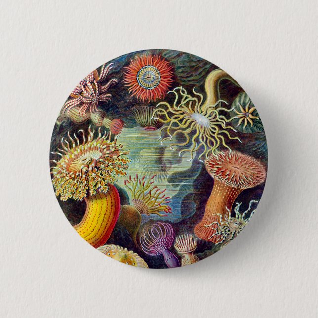 Actiniae-Illustrationsmalerei Germa Ernst Haeckel Button (Vorderseite)