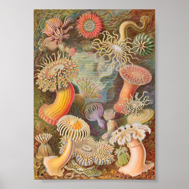 Actiniae Sea Anemones (Ernst Haeckel) Poster (Vorne)