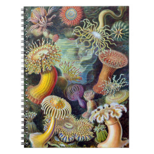 Actiniae von Ernst Haeckel Notizblock