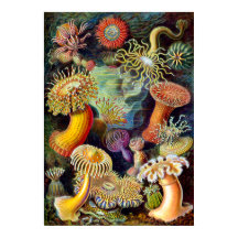 Actiniae von Ernst Haeckel