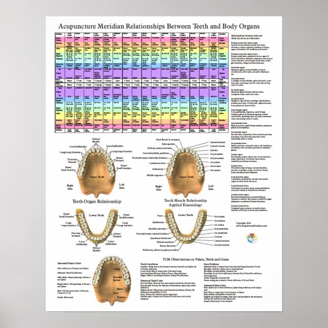 Acupuncture Dental Teeth Meridians Poster (Vorne)