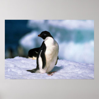 Ad?lie Penguins Poster