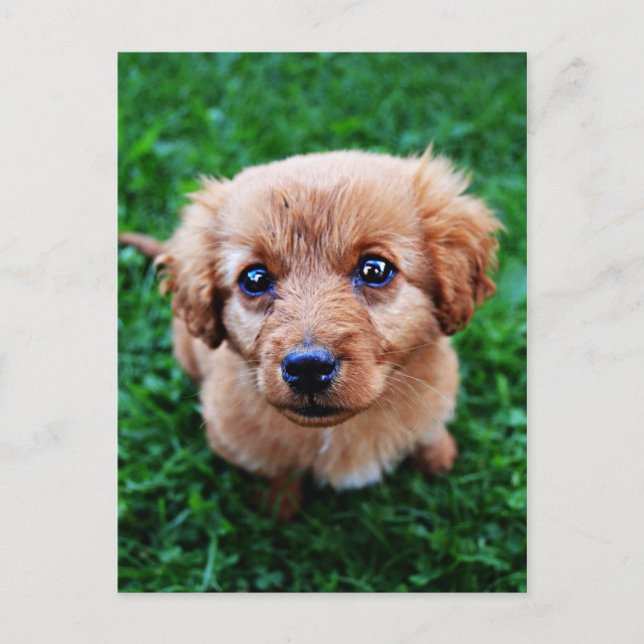 Adable Puppy Foto Postkarte (Vorderseite)