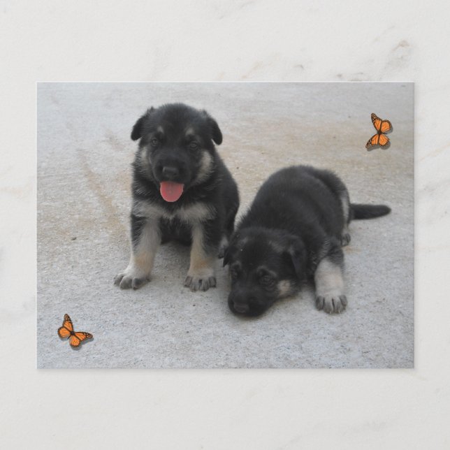 Adable Puppy Postcard Postkarte (Vorderseite)