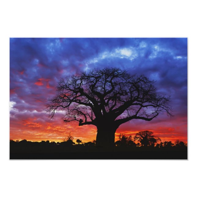 Adansonia digitata, 2 fotodruck (Vorne)