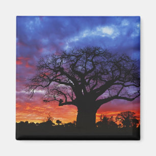 Adansonia digitata, 2 magnet