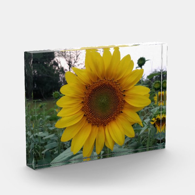 Add Sunshine with This Bold Sunflower Photo Block (Links)