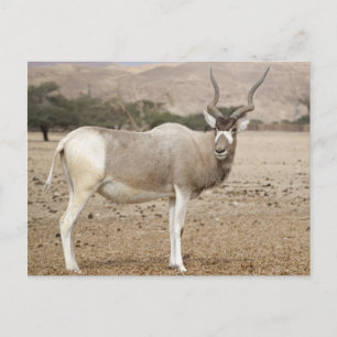 Addax Antelope Postkarte