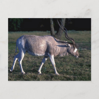 Addax Postkarte