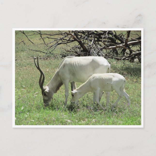 addax postkarte (Vorderseite)