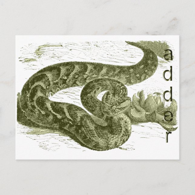 Adder (Schlange) Postkarte (Vorderseite)