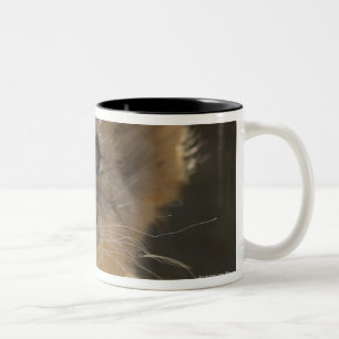 Addo Elefant-Nationalpark, Ostkap Zweifarbige Tasse