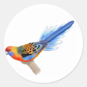 Adelaide Rosella Sticker
