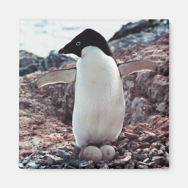 Adelie Penguin Nest Magnet (Vorne)