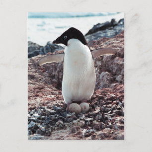 Adelie Penguin Nest Postcard Postkarte