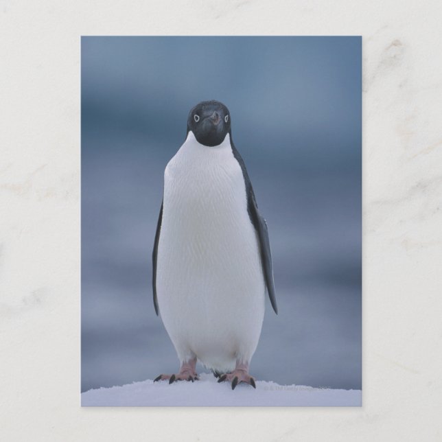 Adelie Penguin on Ice Postkarte (Vorderseite)