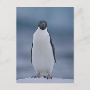 Adelie Penguin on Ice Postkarte